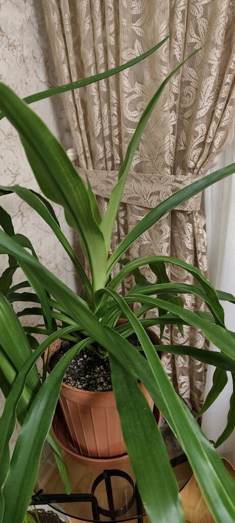 PANDANUS ÇİÇEĞİ - 4