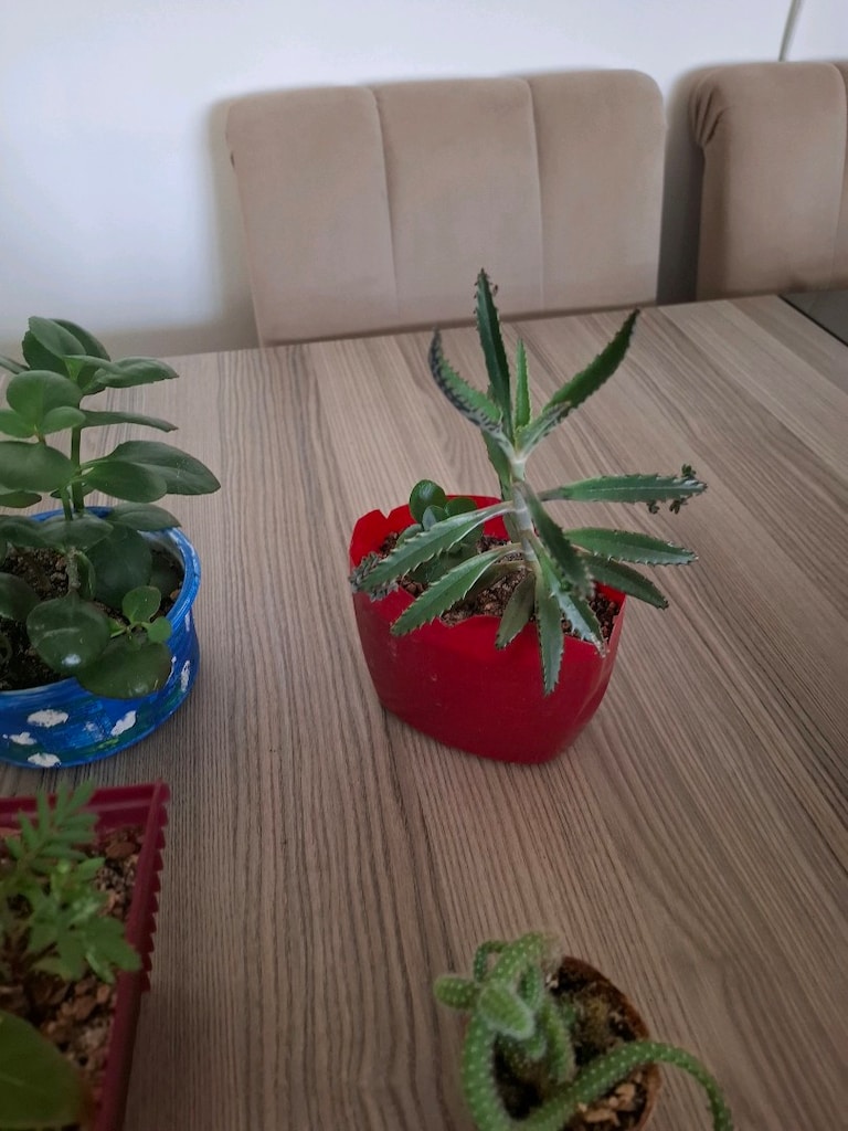 4 farklı canlı çiçek 100₺ - 6