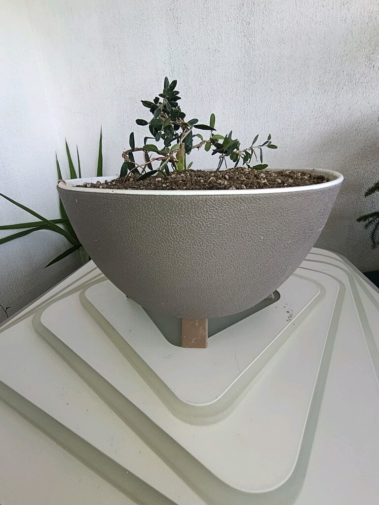 bonsai - 8