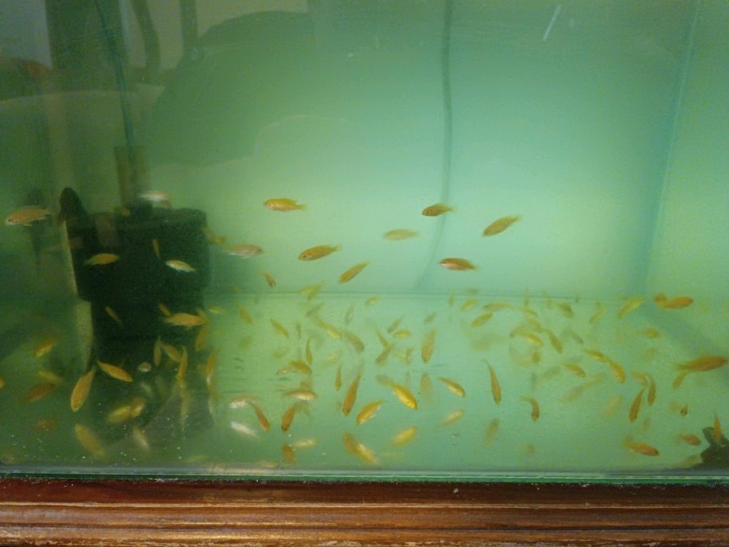 2-3 cm arası Sarı,ve Beyaz Prenses ,Calico Yunus yavruları - 8