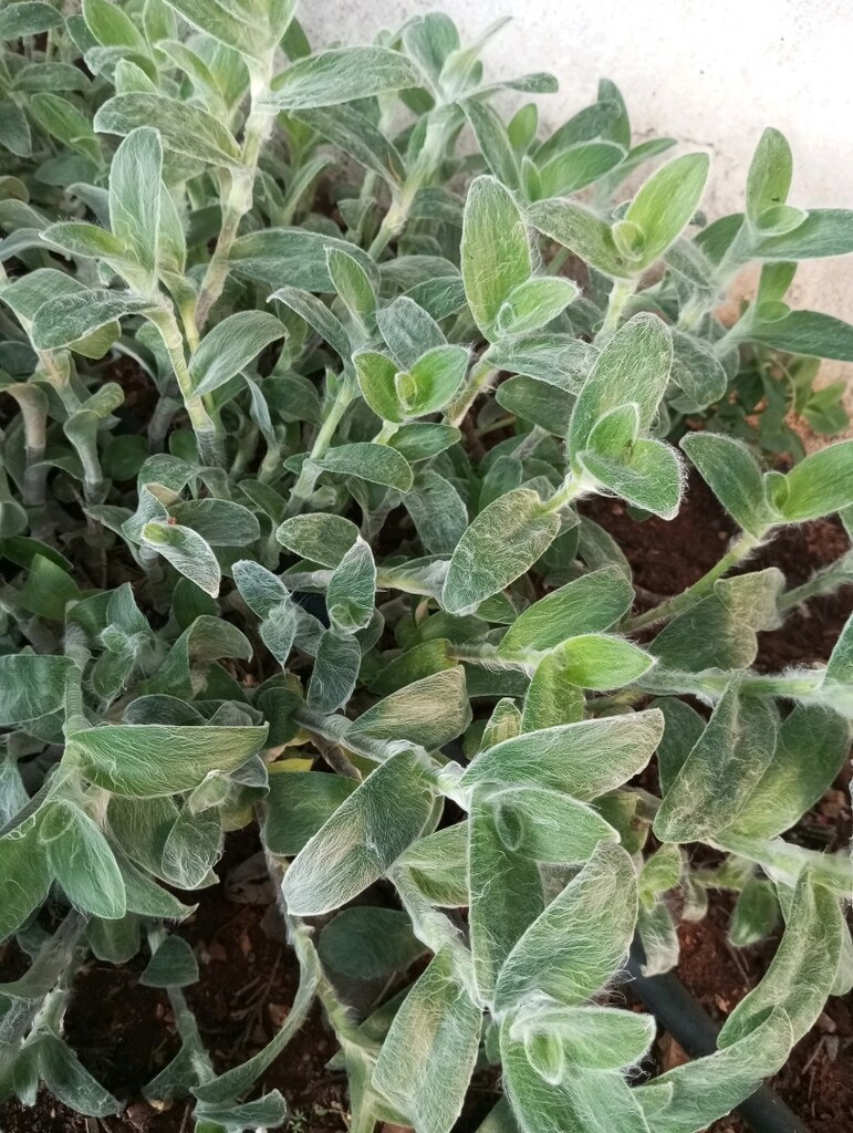 çiçek - 2