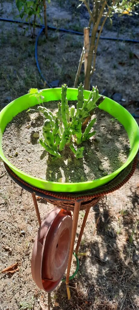 Polis Rozeti çiçeği saksılı - 8