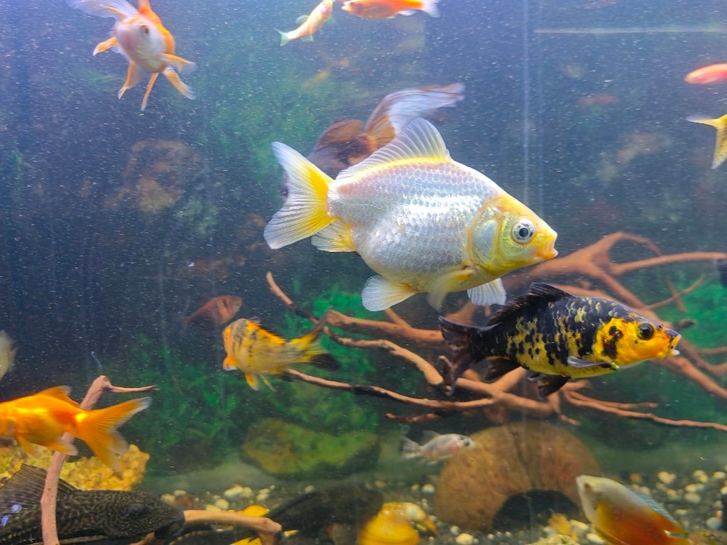 Çeşitli boyutlarda japon, Tetra ve zebra türleri - 2