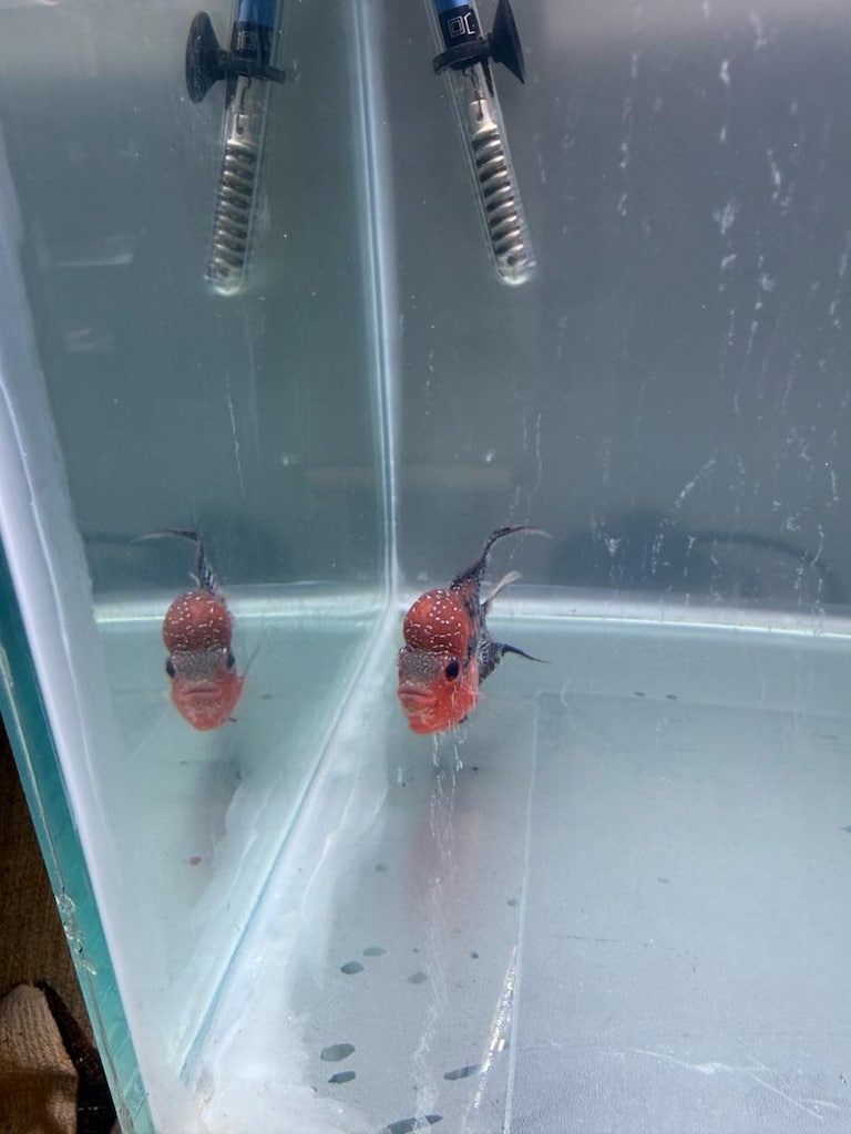 Sağlıklı Red Dragon Flowerhorn - 3