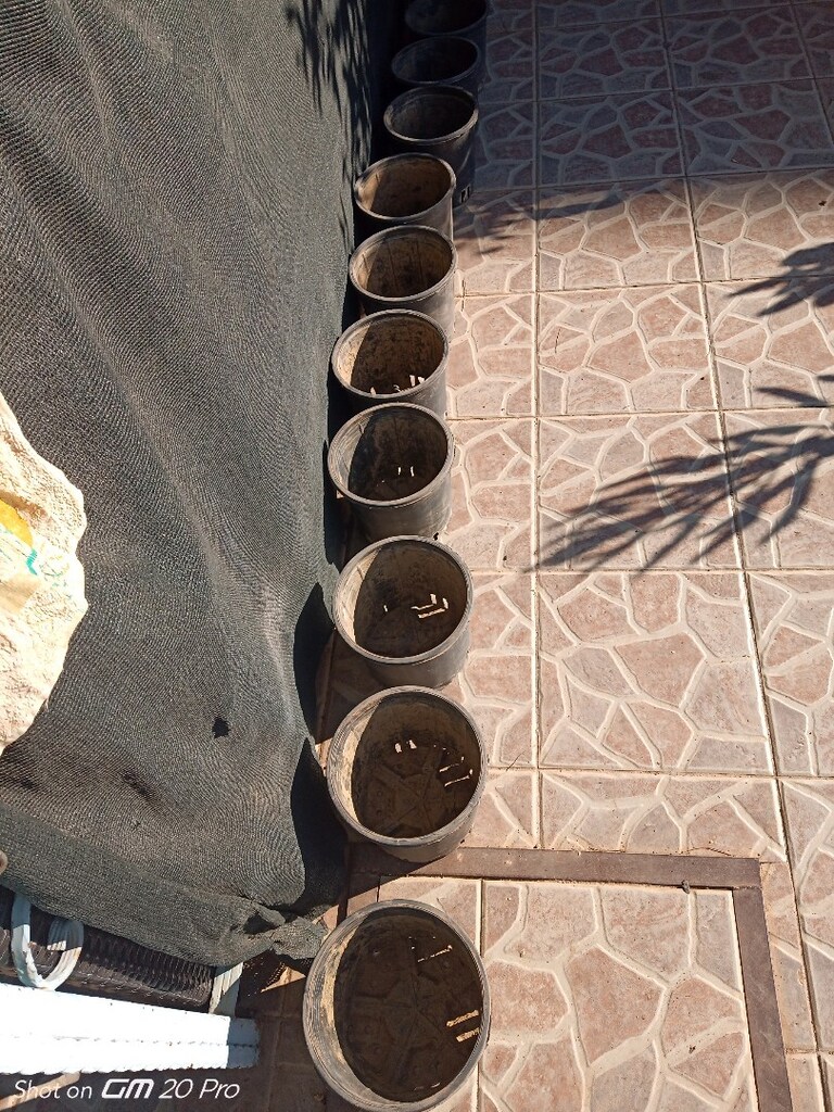 11 adetsiyah plastik saksı,b Ecevit bulvarı - 2