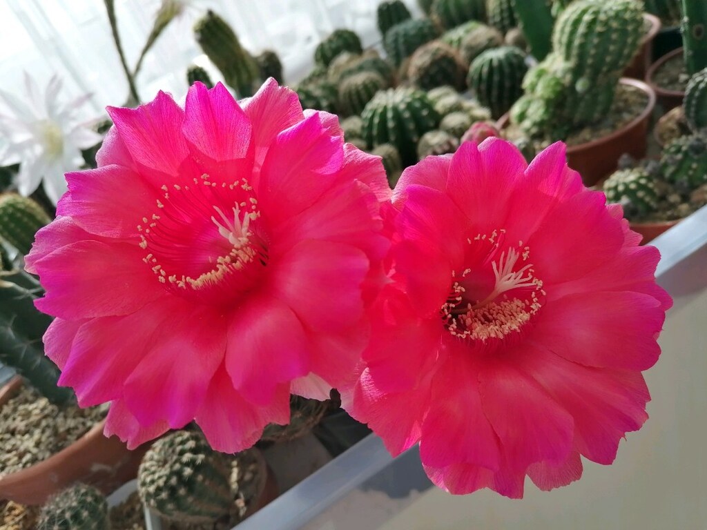 Hibrit echinopsis - 2