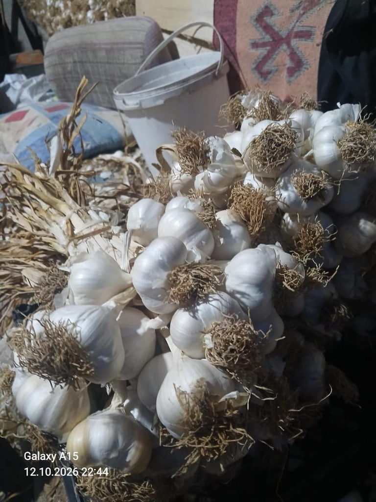 Kastamonu Taşköprü Sarımsağı - 3