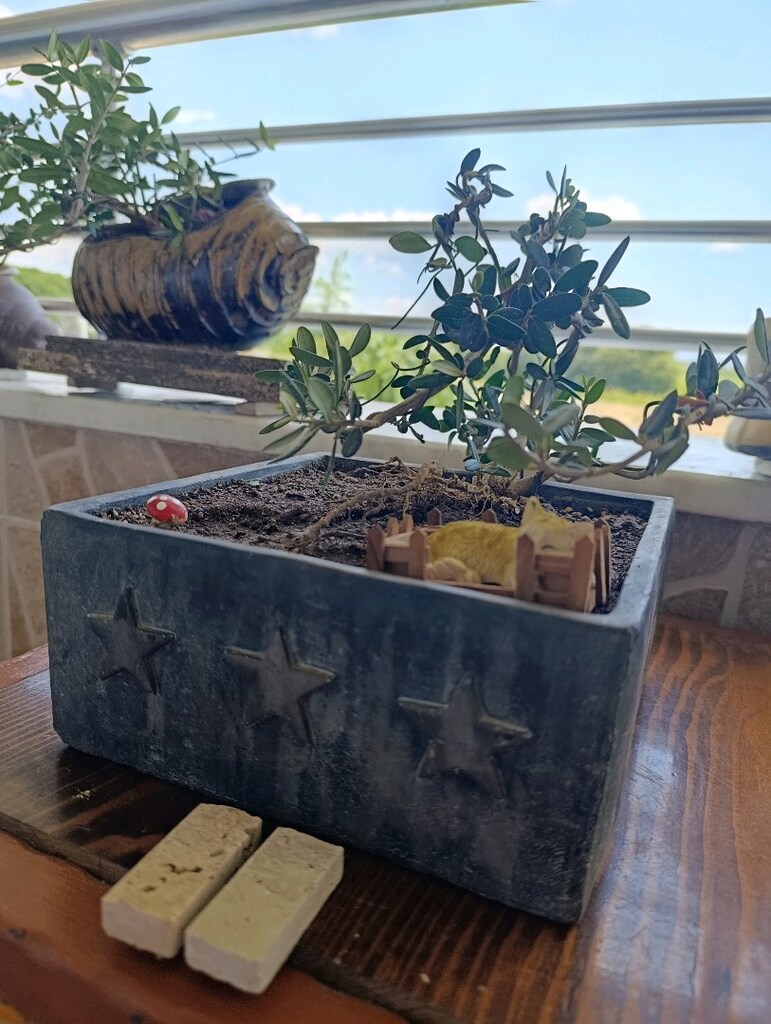zeytin bonsai - 2