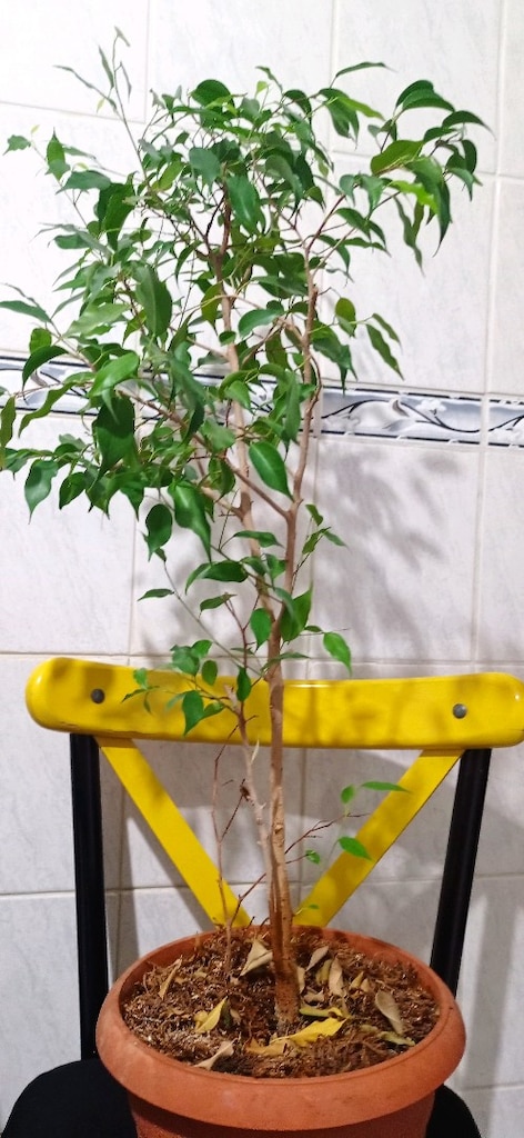 canlı çiçek - 3