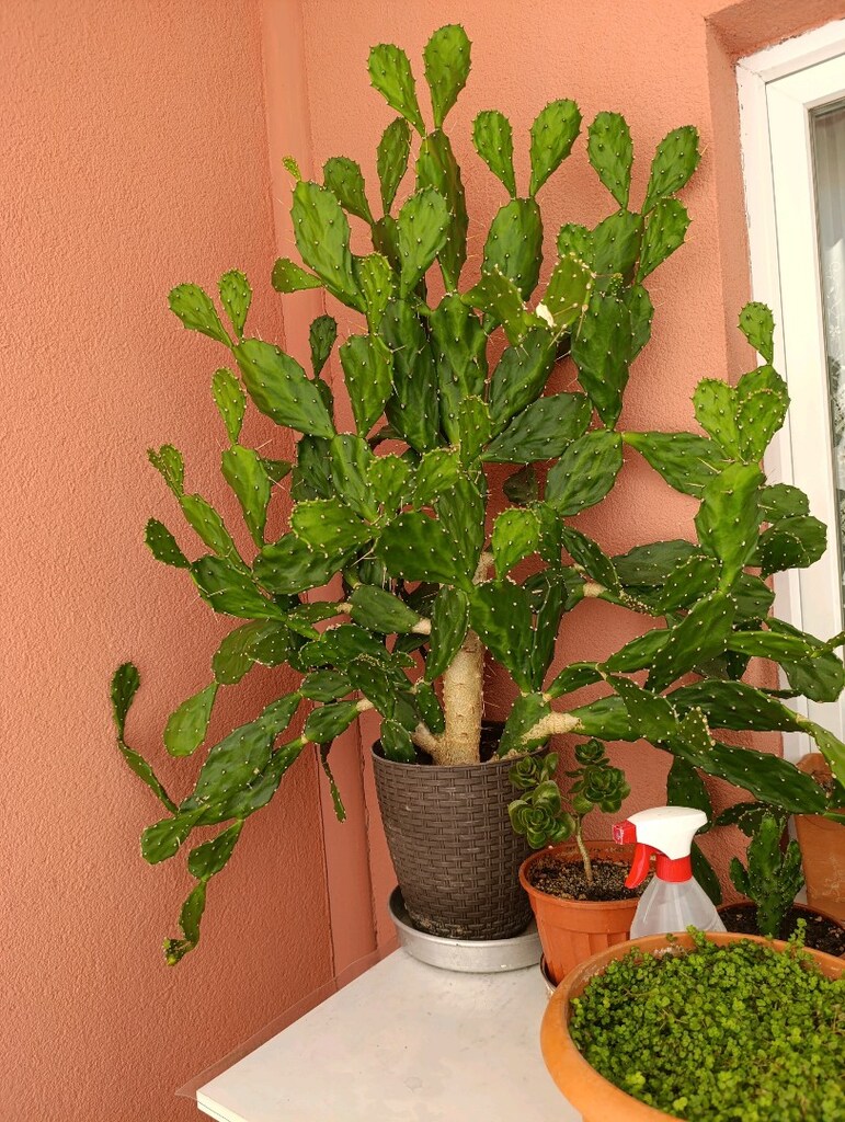Kaynana Dili Kaktüs - 2