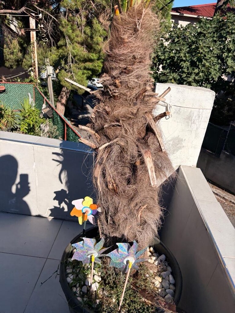 palmiye ağacı - 2