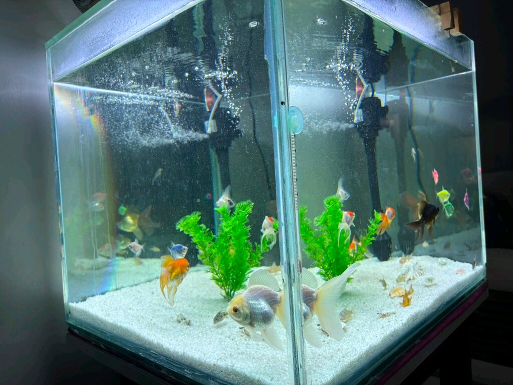 akvaryum set halinde isteyen tüm balıkları alabilir - 7