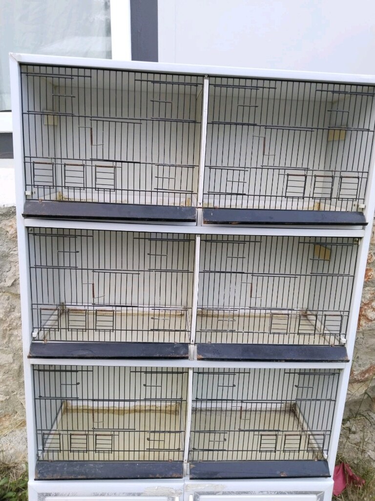 muhabbet kuşu kanarya kafesi bit pire yapmazyıkanabilir. - 2