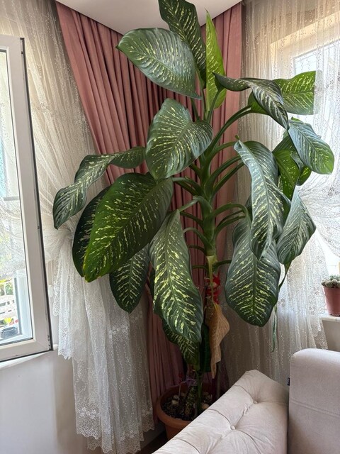 Taşınmadan dolayı Satıyoruz. 2.5 metre Difenbahya Çiçeği