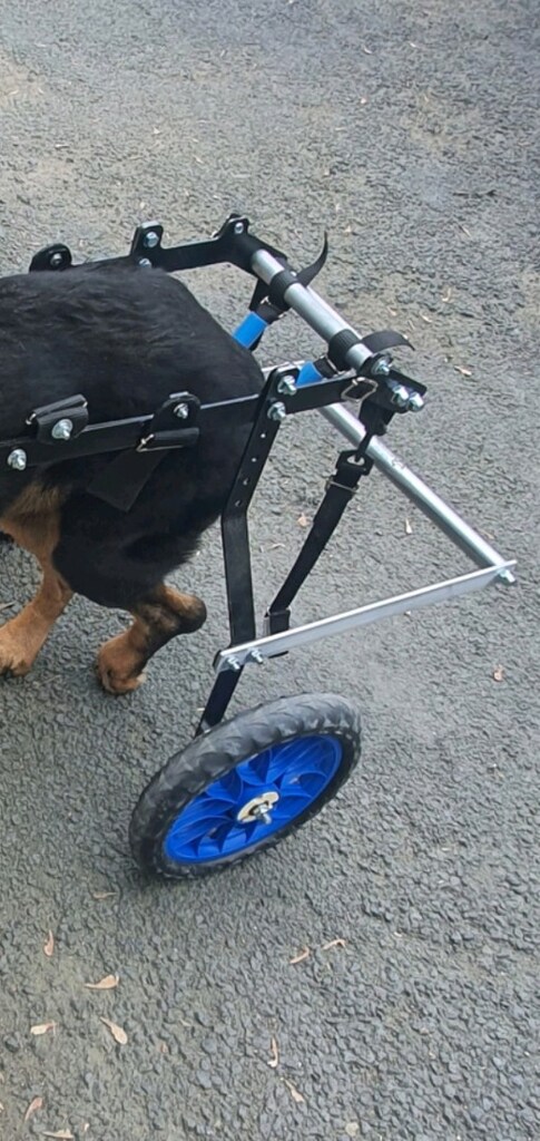 köpek yürüteç - 4