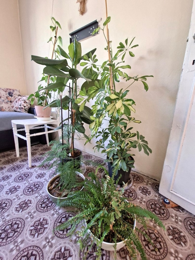 Canlı çiçek salon çiçekleri - 2