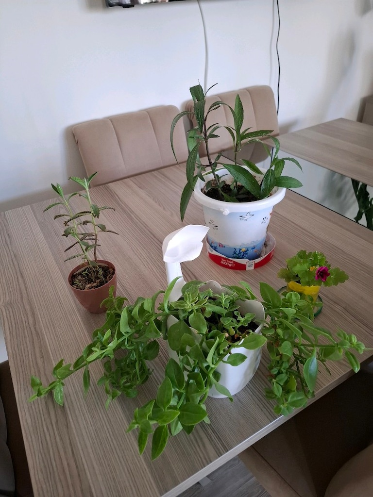 Canlı çiçekler ( hepsi 350₺ ) - 11