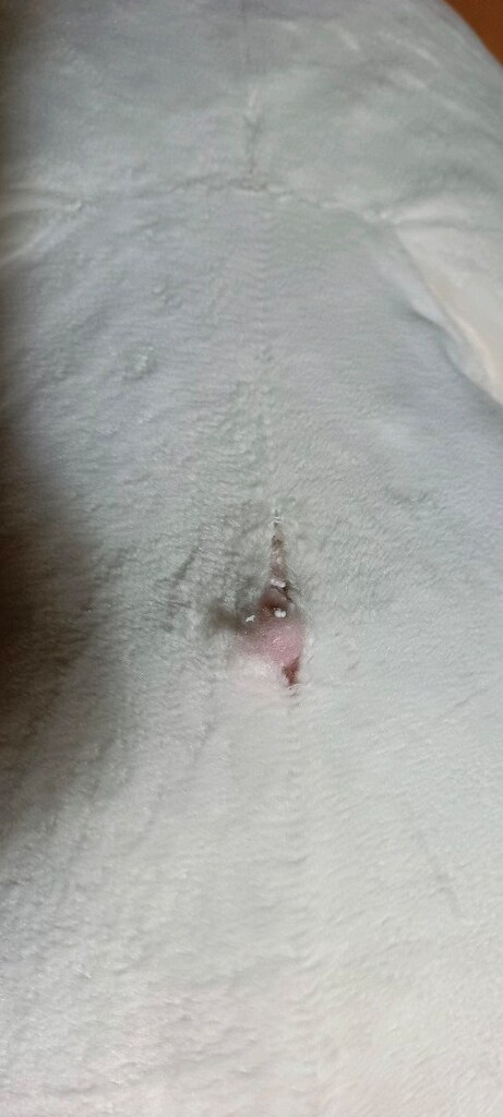 peluş ayı - 3