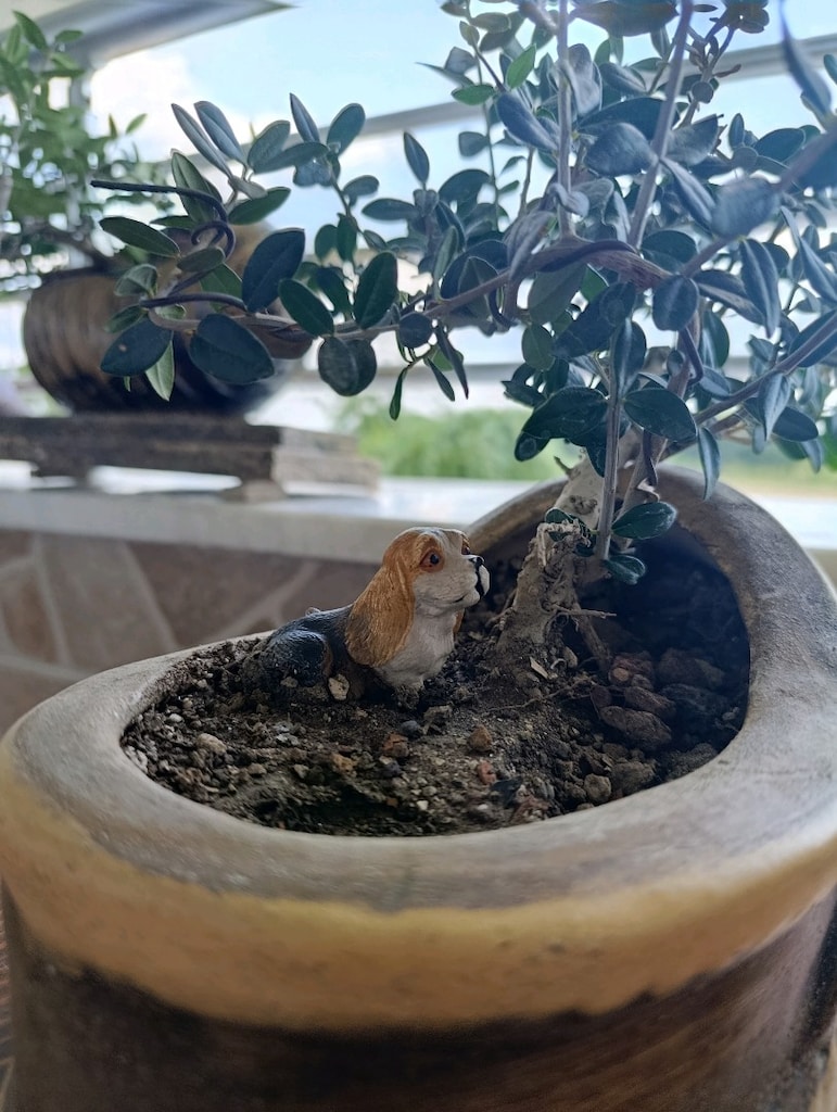 zeytin bonsai adayı - 8