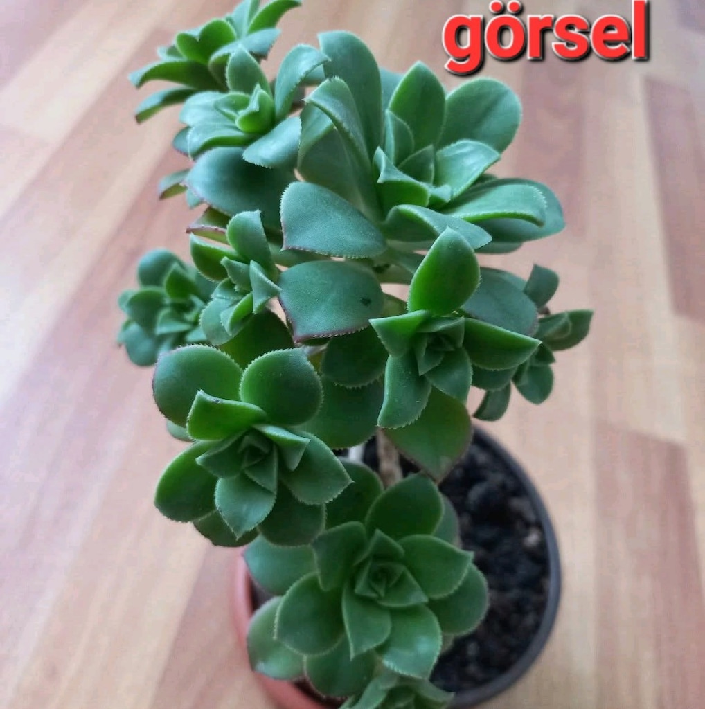 kaktüs sukulent canlı çiçek kivi çiçeği - 4