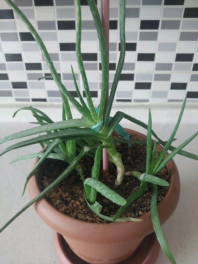 Aloe Vera - 3