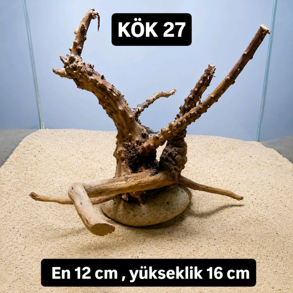 akvaryum kök - 18
