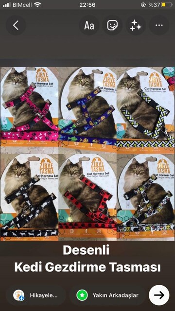 Kedi gezdirme tasması