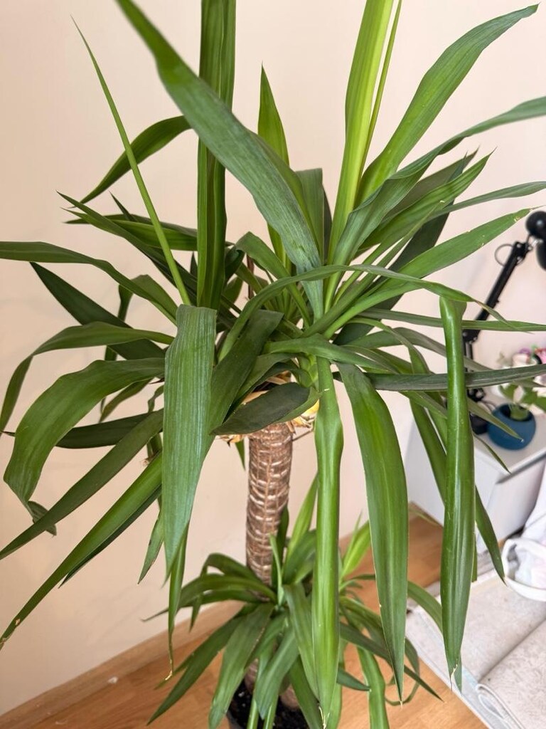 Yucca Yuka ofis ve salon bitkisi - 3