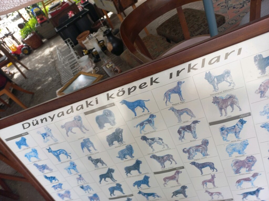 Tablo & Köpek Irkları - 2