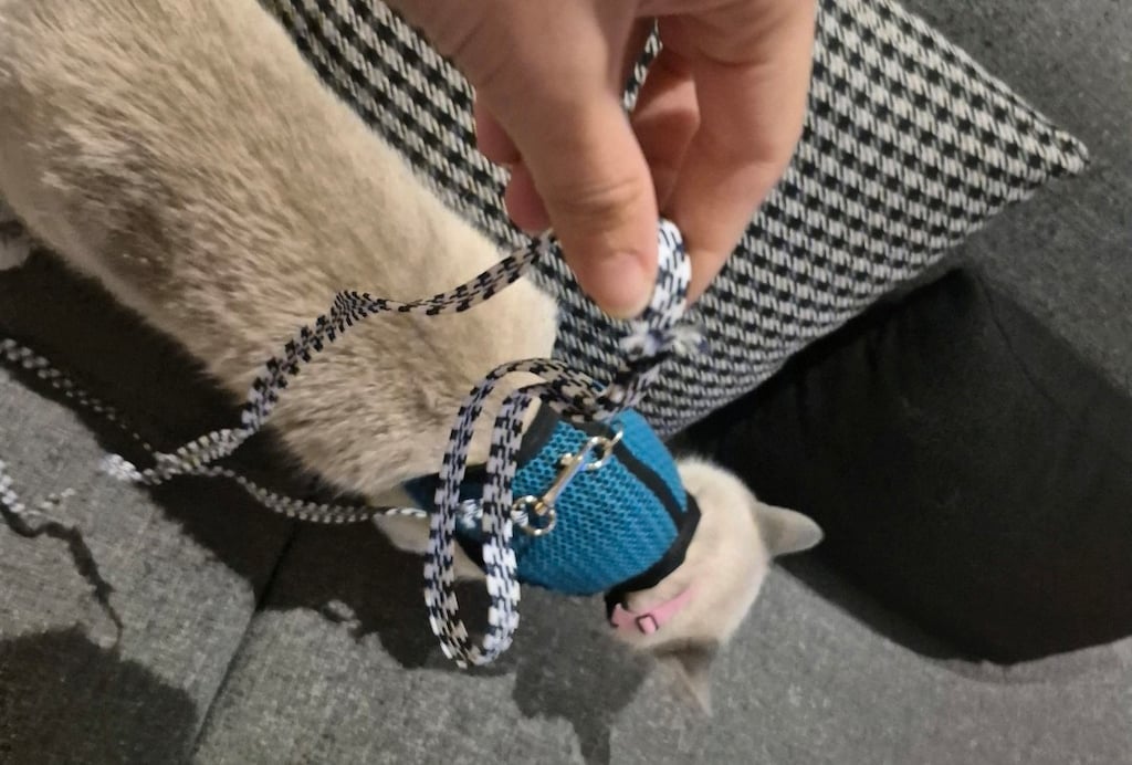 KEDİ / KOPEK GÖĞÜS TASMASI ve Kedi/Köpek TIRNAK MAKASI - 5