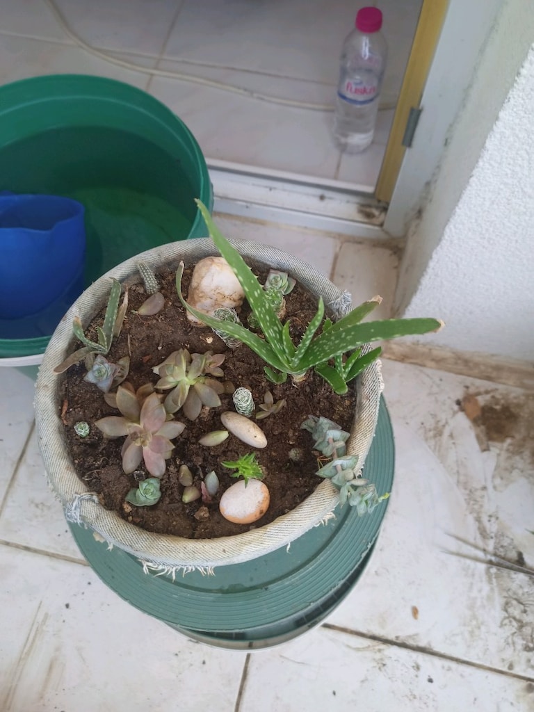 canlı çiçek sükulent 6 farklı çeşit tek saksıda - 2