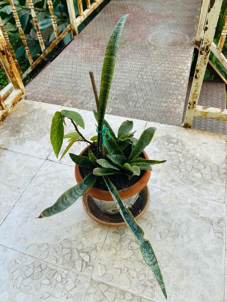 Canlı Kılıç Çiçeği - 2