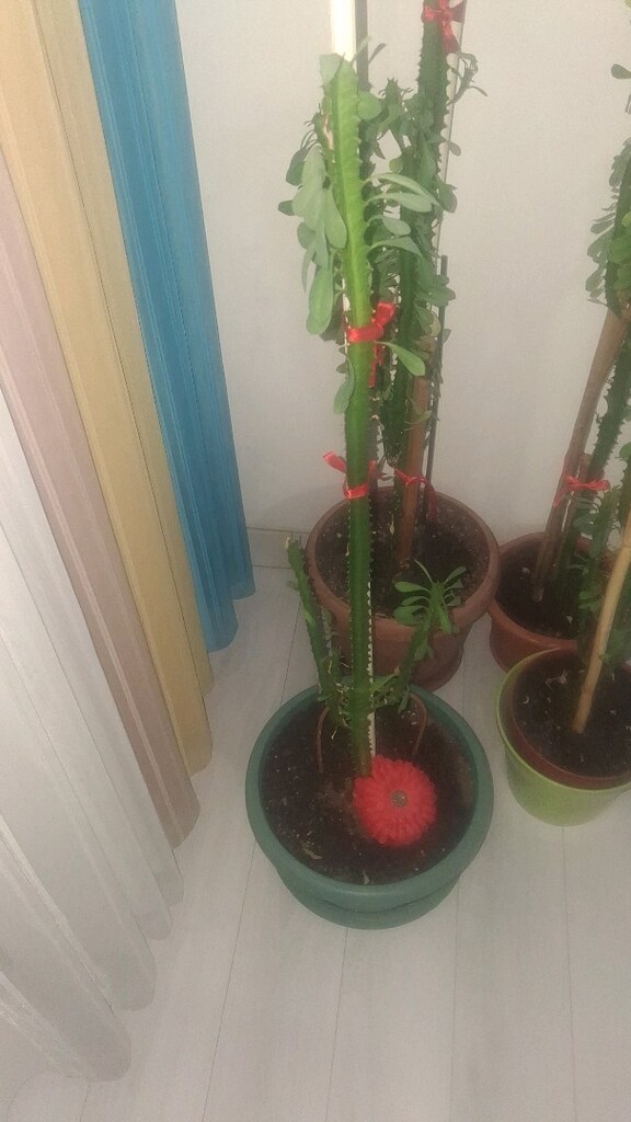 çiçek kaptus sut agaci - 12