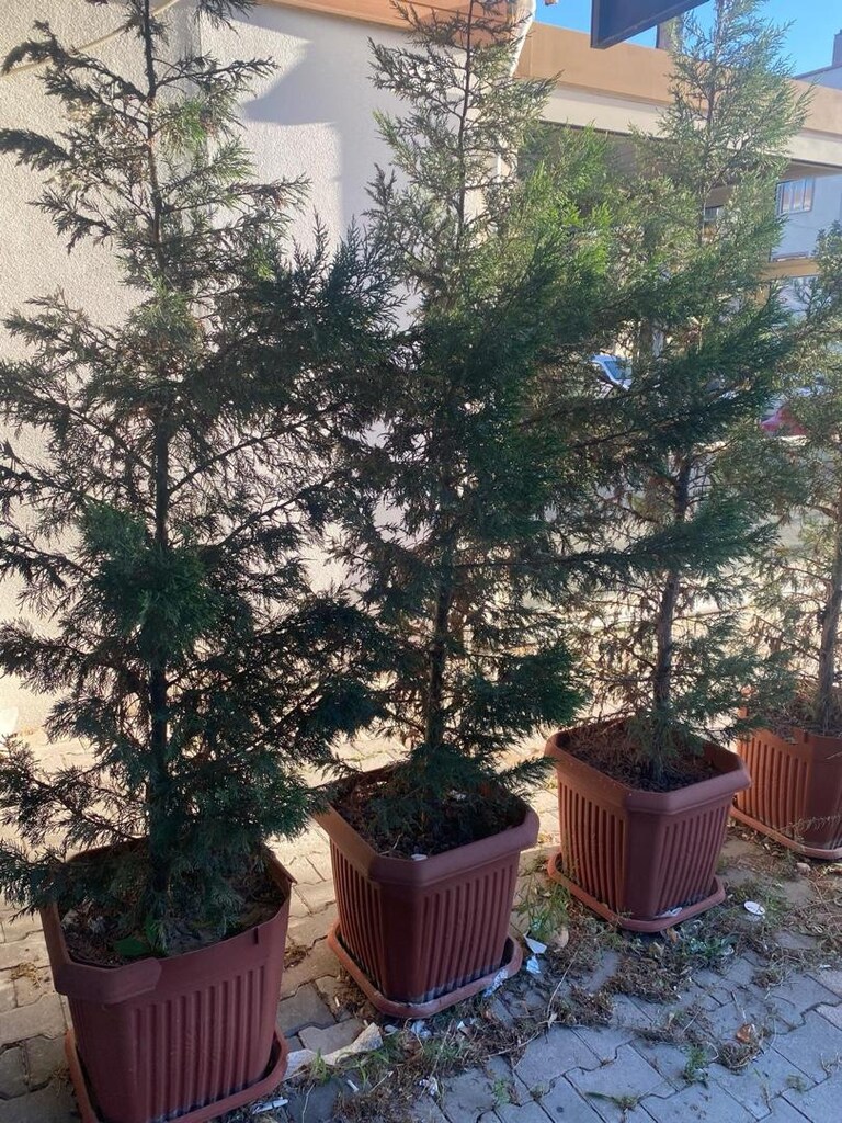 Leylandi Büyük Saksılı Ağaç - 2