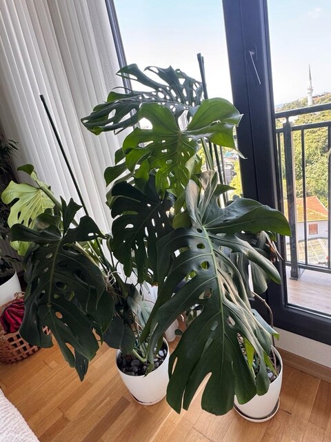 DEVE TABANI MONSTERA