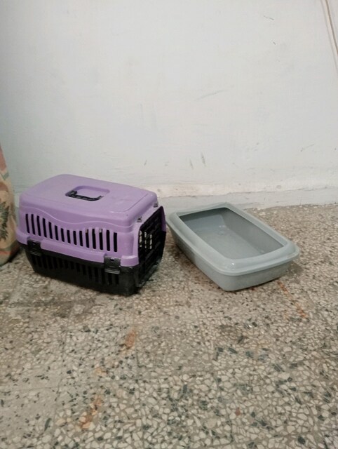 kedi taşıma çantası ve tuvaleti