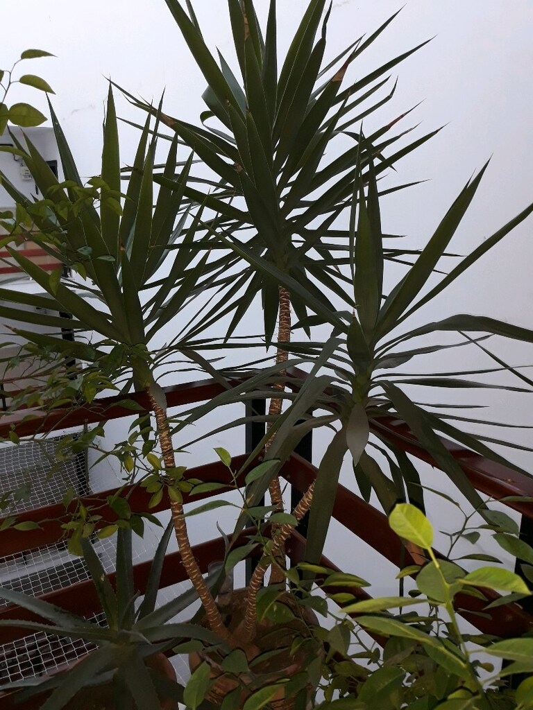 yukka yucca gigantea 2.50 cm 3 yavrulu canlı ve bakımlı - 5
