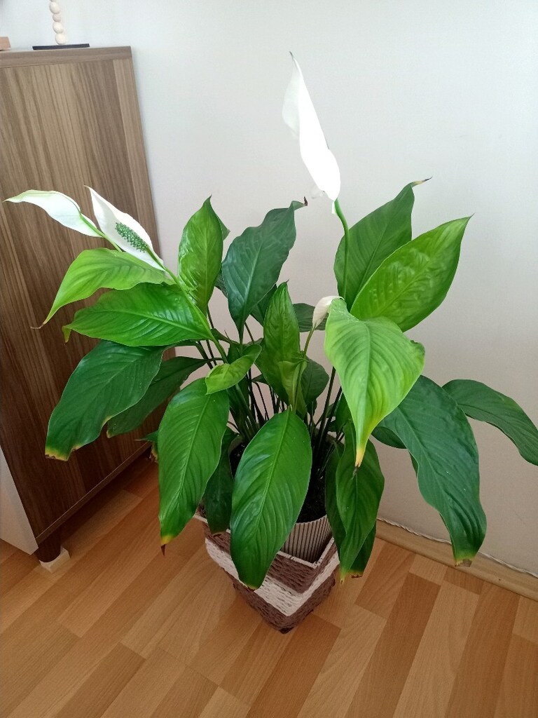 canlı çiçek - 3