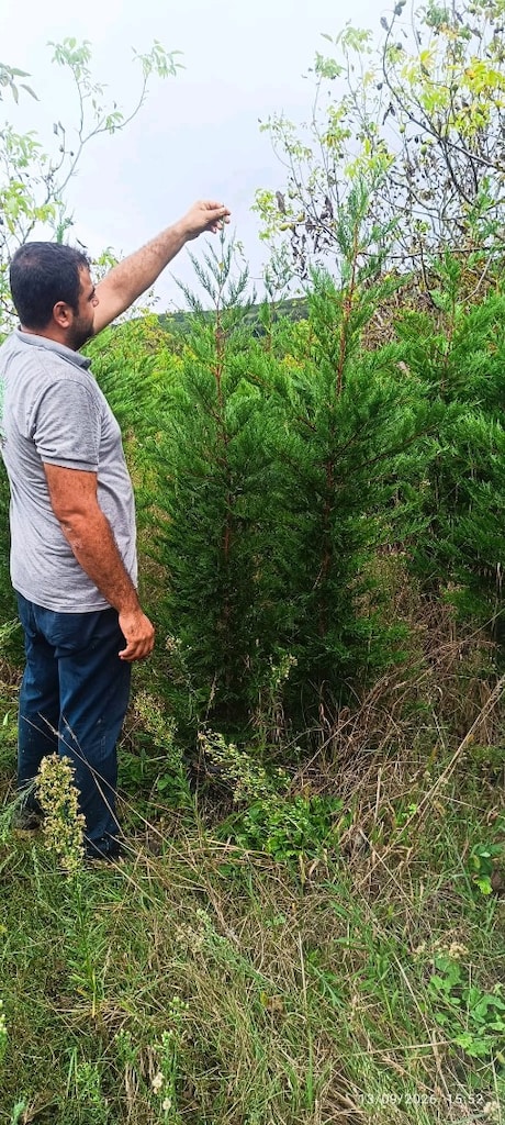 leyladi, oya ve kartopu üreticiden satılık - 13