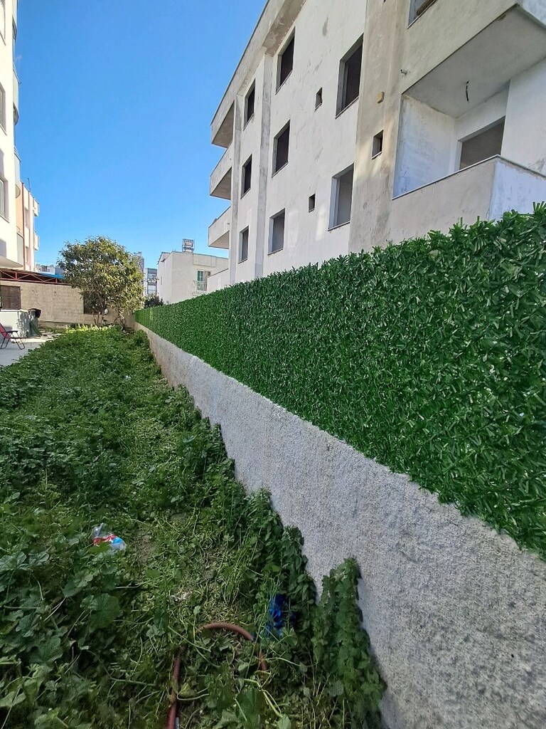 yeşil çimçit - 5