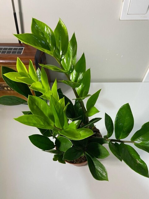 Zamioculcas (ZZ Bitkisi)