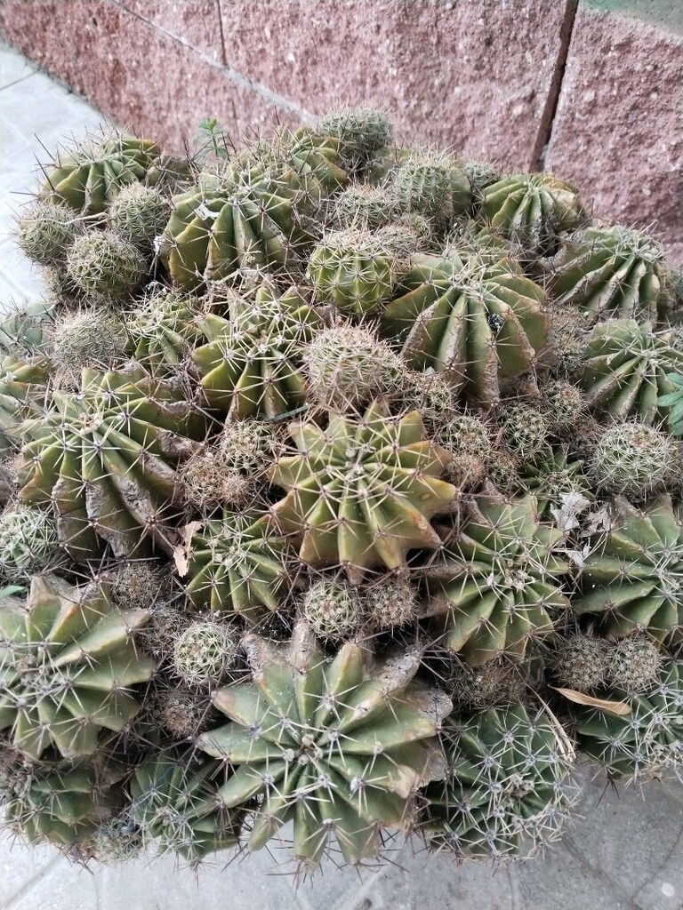kaktüs - 3
