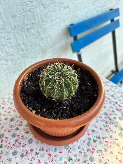 Dev Çiçek Açan Echinopsis Kaktüs (Sağlıklı & Saksılı)