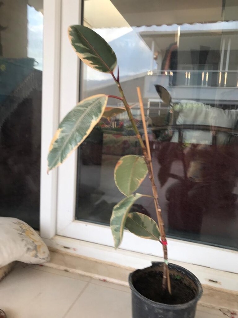 çiçek - 2