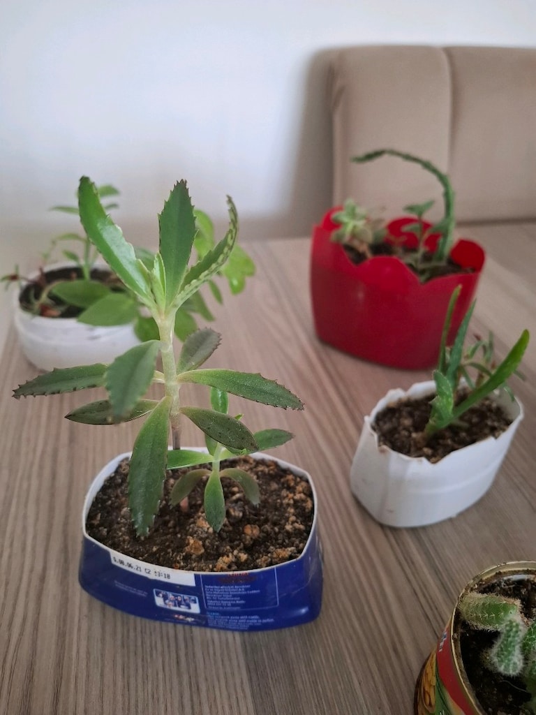 canlı çiçekler ( hepsi 100₺ ) - 10