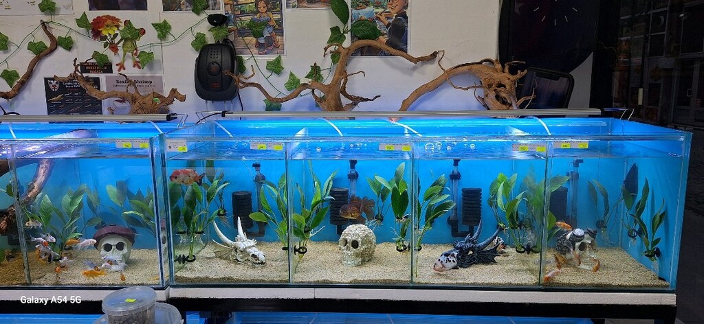 Anubias Congensis L Boy 20 cm İthal Bitki - 5