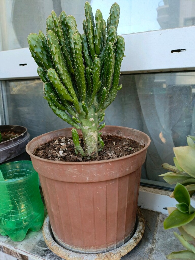 Opuntia Monacantha Kaktüs - 2