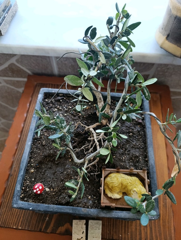zeytin bonsai - 4