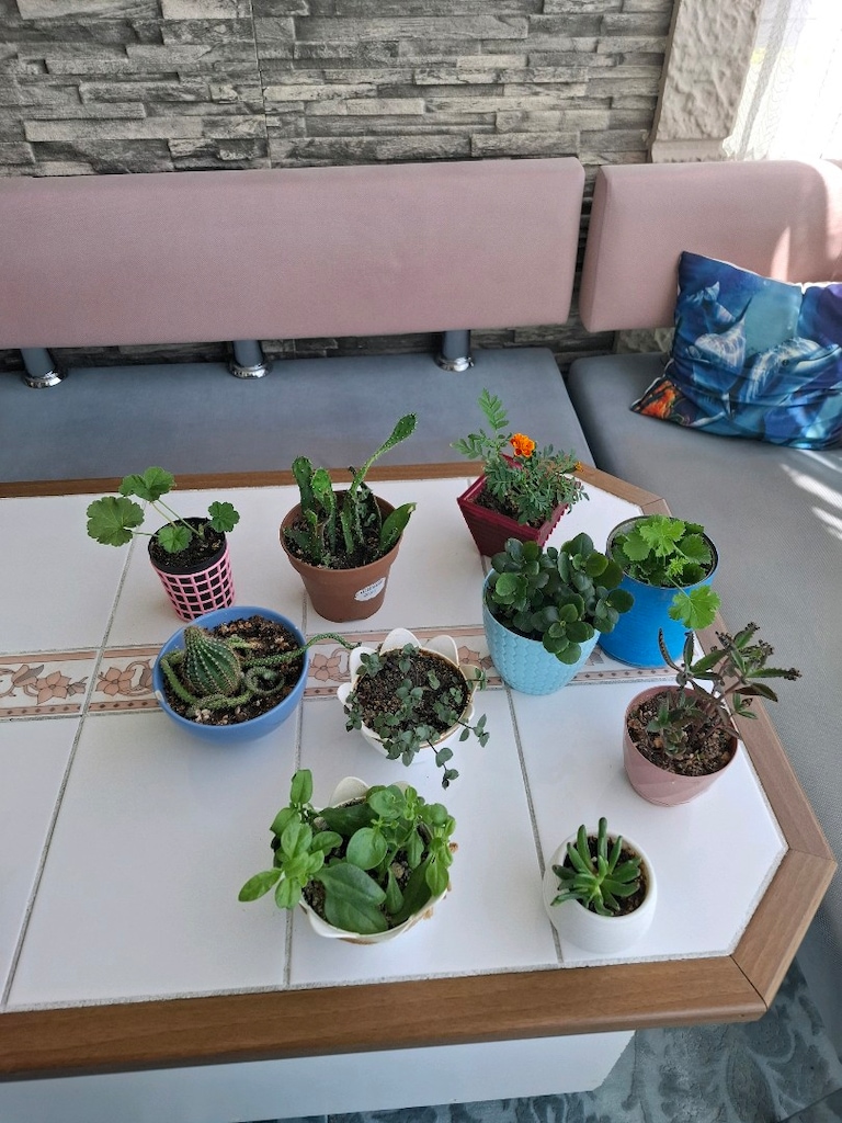 farklı çiçekler ( 10 tanesi 1000₺) - 11