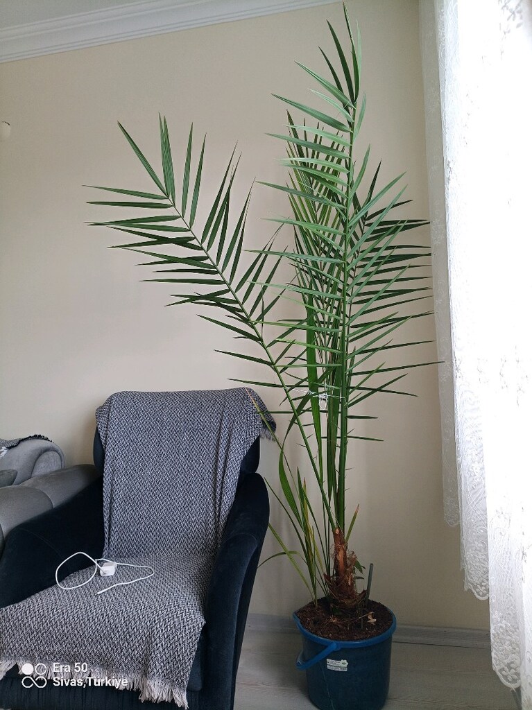 HURMA AĞACI - 3